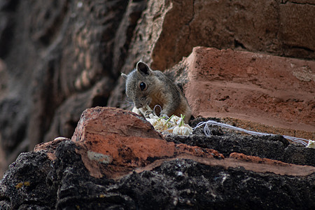 一只小松鼠坐在被装饰的寺庙墙顶上石头爪子松鼠旅行建筑学食物小吃尾巴雕刻动物图片