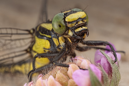 在花朵上飞翔动物棕色天线动物群眼睛触手翅膀野生动物昆虫紫色图片
