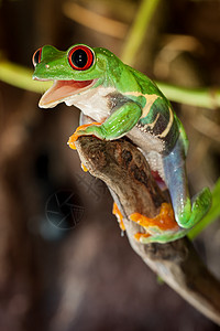 红眼青蛙在树枝上图片