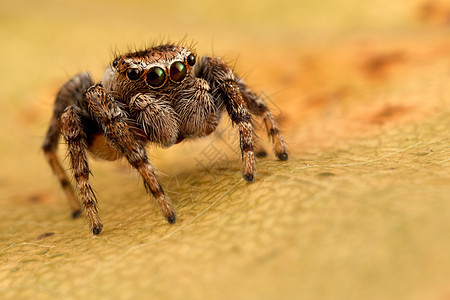 在秋叶上跳蜘蛛黄色昆虫叶子漏洞荒野棕色静脉卡其色眼睛动物图片