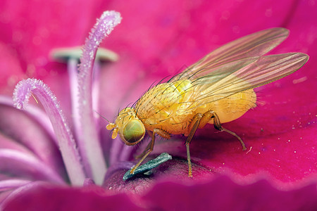 粉色盛开的金苍蝇图片