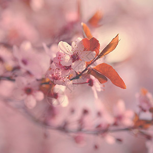 美丽开花的日本樱花樱花 季节背景 户外自然模糊背景与开花树在春天阳光灿烂的日子天空植物群植物园艺压痛投标柔软度花园宏观果园背景图片