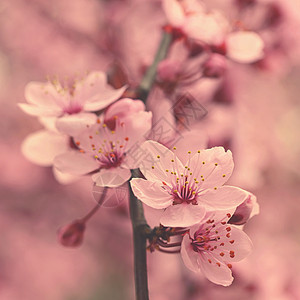 美丽开花的日本樱花樱花 季节背景 户外自然模糊背景与开花树在春天阳光灿烂的日子天空花瓣植物花园投标植物群果园植物学宏观压痛背景图片