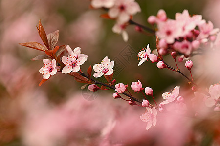 美丽开花的日本樱花樱花 季节背景 户外自然模糊背景与开花树在春天阳光灿烂的日子投标天空花瓣园艺花园果园压痛植物植物学宏观背景图片