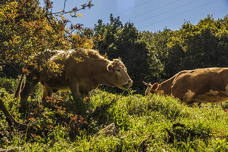 牧牛群在森林前面的草地上放牧 旅行概念远足 以色列北区草原环境农场哺乳动物灌木丛土地牛肉树木爬坡农业图片