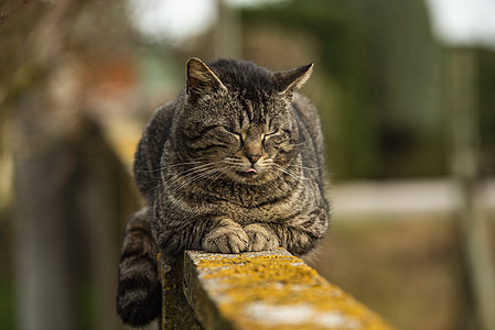 3号墙上的猫咪休息图片