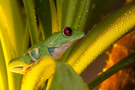 红眼树青蛙在黄光下玩耍野生动物红色丛林热带玻璃森林容器叶子绿色眼睛图片
