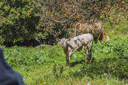 一群牛和一头牛在森林前面的草地上放牧 旅行概念徒步旅行 以色列北区土地牧场环境爬坡车皮场地门廊植物动物农业图片