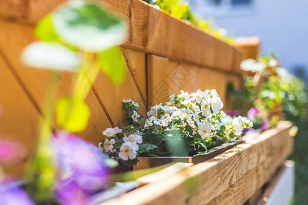 自己在自己的花园里做花盒 用欧元调色板做的春花活力阳台爱好者植物木头diy装饰托盘吊篮风格图片