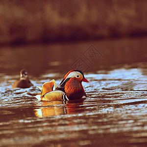 彩色的男性普通话鸭橙子水禽野生动物蓝色形目账单掌状紫色动物镜子图片