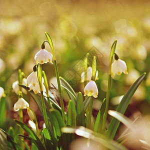 春雪花公园植物群宏观荒野美丽生长季节白带白花花瓣图片