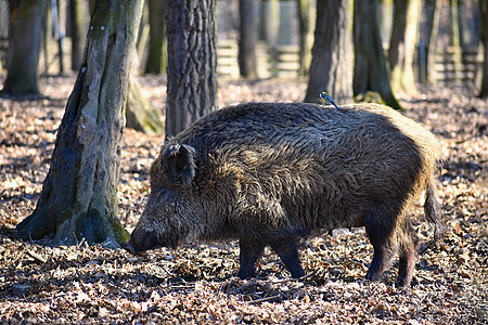 野生野猪生物鼻子婴儿哺乳动物森林小猪野生动物毛皮獠牙公猪图片