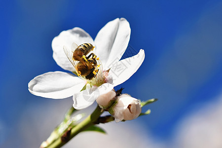 春天背景 美丽的盛开的树和蜜蜂 大自然中的鲜花花蜜翅膀花粉植物群昆虫照片工人晴天叶子荒野图片