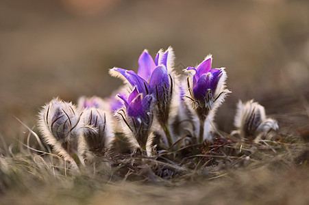 春花 美丽的鲜花和有天然颜色背景的太阳宏观蓝色植物群紫色叶子墙纸雌蕊花瓣季节日落图片