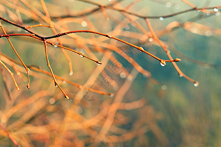 美丽的自然框架 有露水和阳光的树枝图片