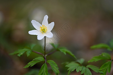 青草中的春花白花甲状腺素森林花园草地生长植物群天空生态季节木头环境图片