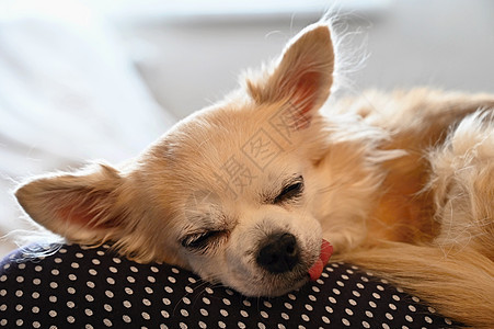 美丽的小宠物狗 吉娃娃睡眠犬类动物字典房子说谎婴儿小狗卧室宠物图片