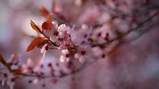 开花樱花的枝子 春天自然户外活动的背景 春季粉红沙仓花朵风景植物学晴天季节天气花瓣天空阳光植物群花园图片