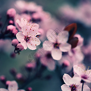 美丽开花的日本樱花樱花 季节背景 户外自然模糊背景与开花树在春天阳光灿烂的日子花瓣宏观果园植物群压痛柔软度花园园艺投标天空背景图片