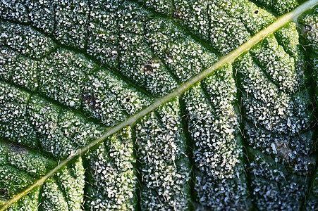 美丽的冷冻叶宏观镜头 多彩的自然背景天气植物冻结森林公园树叶环境叶子水晶植物群图片