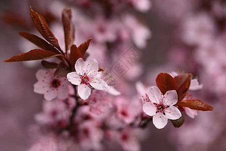 开花樱花的枝子 春天自然户外活动的背景 春季粉红沙仓花朵公园阳光植物学天气植物风景晴天花瓣天空花园图片