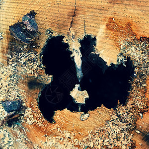 树干被摧毁 甲虫攻击了森林树桩材料害虫植物环境毛虫粮食动物群木材韧皮部图片