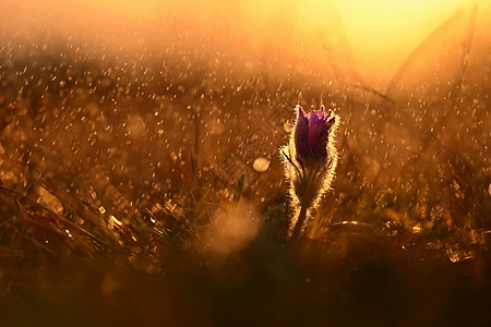 春雨 雨天日落时在草原上美丽的一束鲜花 派斯克花植物群紫色环境太阳生活植物雨滴叶子草地花园图片
