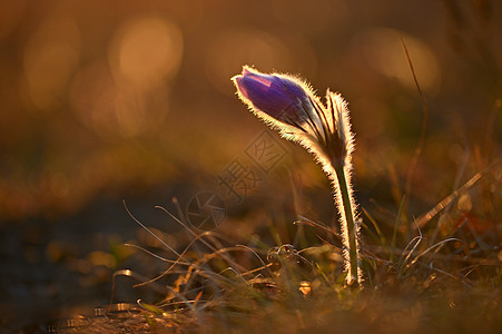 春花 美丽的鲜花和有天然颜色背景的太阳植物学花瓣白头翁蓝色紫色植物花园草地雌蕊墙纸图片