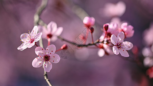 日本美丽的樱桃 樱花 春日带花的本事背景 笑声植物学天空植物群园艺柔软度季节花瓣花园宏观水果图片