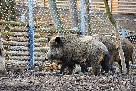 野猪和年轻人一起 森林里的动物头发环境眼睛鼻子公猪哺乳动物团体家庭野生动物耳朵图片