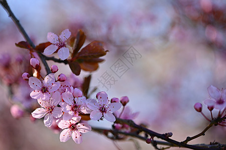 日本美丽的樱桃 樱花 春日带花的本事背景 笑声季节压痛园艺花园投标宏观植物花瓣天空水果图片