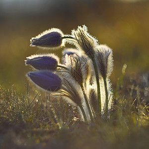 春春 美丽的花朵在草原上开花植物草本植物紫色草地花园花瓣植物群阳光植物学蓝色图片