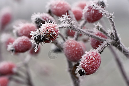 冷冻玫瑰花芯 冬天时产的胎儿水果食物天气季节药品花园植物宏观环境植物群图片