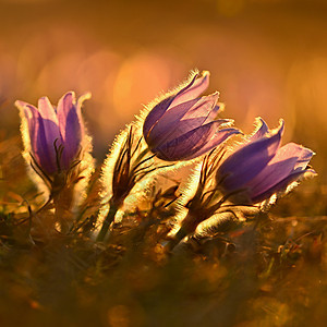 春天背景与鲜花在草地上 日落时美丽盛开的白头翁花 春天的自然 五颜六色的自然模糊背景紫色植物生长蓝色季节植物群太阳花瓣宏观荒野图片