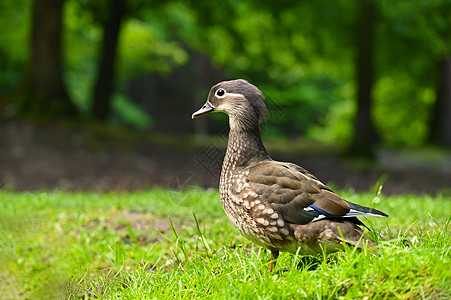 美丽的国语鸭子 野生动物 天然的多彩背景动物夫妻羽毛公园池塘荒野水禽动物群反射镜子图片