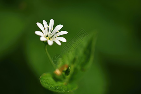 美丽的春天小白花 天然色彩模糊的森林背景季节繁缕杂草公园叶子草坪荒野野花植物群花园图片