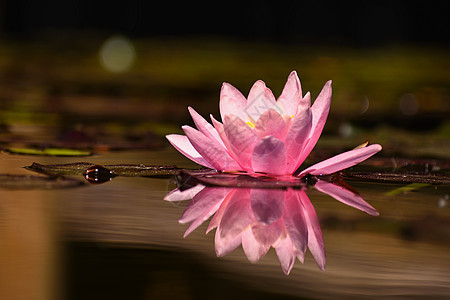 美丽的花朵粉红水百合  在池塘的花园里露莲 在水面上反射情调热带异国植物群花瓣叶子植物植物学荷花冥想图片