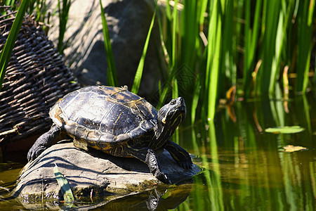 池塘旁的野生石头上的美丽的海龟图片