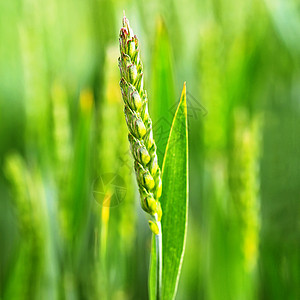 美丽的青绿玉米 多姿多彩的自然背景种子晴天土地食物小麦环境草原草地收获农田图片