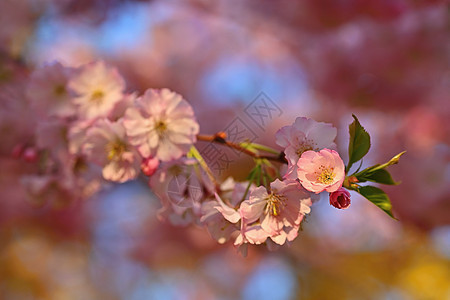 春天背景 美丽的花朵树和天然颜色晴天果园花瓣植物学园艺公园花园季节花朵生长图片