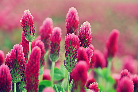 田野中美丽而盛开的红色三叶草 天然多彩背景植物草地植物学生长紫色花园叶子季节花朵植物群图片
