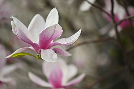 美丽的盛开的春天木兰树图片