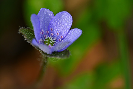 春花 森林中第一朵盛开的鲜花 希帕提卡肝叶植物群树叶花瓣宏观紫色荒野野花蓝色花园图片