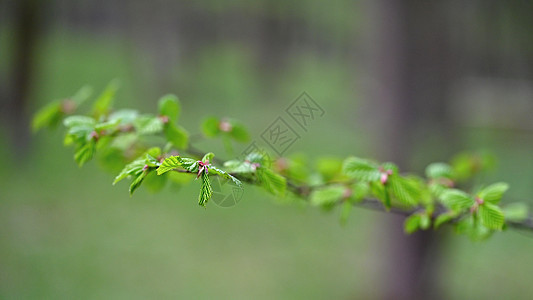 从有春天树枝的森林的美好的自然绿色背景图片