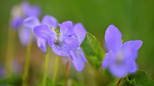 草地上美丽的春季紫色花朵 第一代春花蓝色叶子地面生物学植被野花植物学森林荒野木头图片