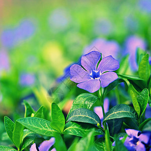 美丽的紫色春天花朵 有丰富多彩的自然背景 在草地上春时季节宏观植物学园艺植物花瓣薰衣草花束植物群礼物图片