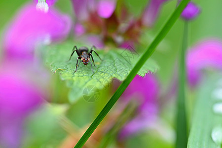 草叶上美丽的蚂蚁大镜头 天然的多彩背景照片天线森林野生动物昆虫漏洞害虫宏观荒野岩石图片