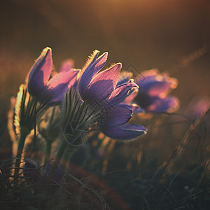 美丽的紫罗兰花花在日落的草原上 美丽的天然色彩多彩背景 Pasque花朵白头翁雌蕊植物草本植物叶子紫色野花花瓣季节生长图片