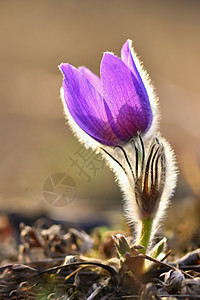春花 美丽的鲜花和有天然颜色背景的太阳植物群日落花瓣墙纸季节雌蕊花园白头翁紫色草地图片
