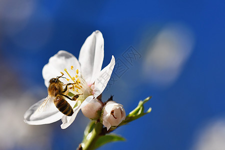 一棵开花美丽的树 蜜蜂正在采集花蜜 阳光明媚的春日在大自然中 具有彩色 自然和模糊背景的微距镜头蜂蜜园艺荒野天空花粉季节植物群动背景